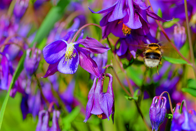 Kimalainen akileijataivaassaan!