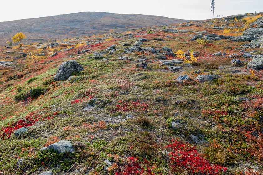 Okselmap��n rinne ruskassa!